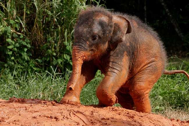 Singapore Wildlife Parks Welcome Over 600 Babies In 2016
