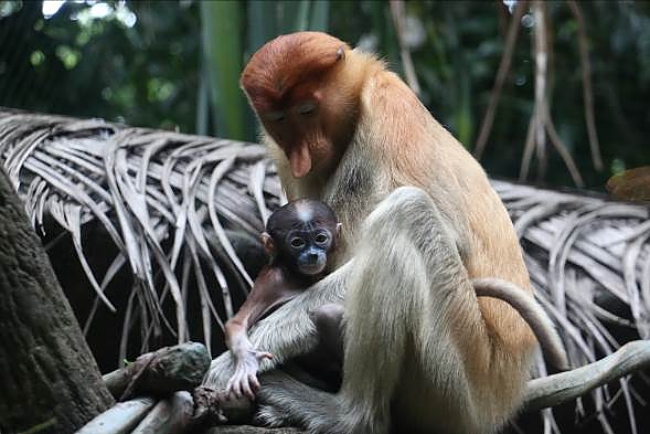 Singapore Wildlife Parks Welcome Over 600 Babies In 2016