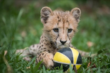 SINGAPORE WILDLIFE PARKS WELCOME OVER 600 BABIES IN 2016