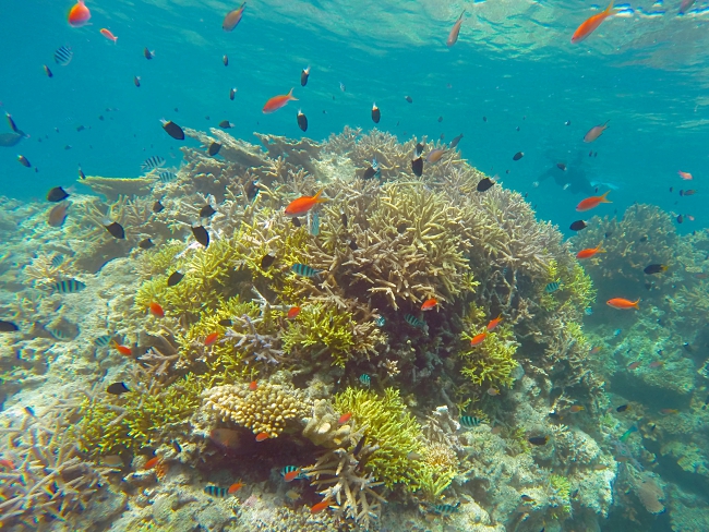 Five Reasons To Embark On A Wild Japanese Adventure!
