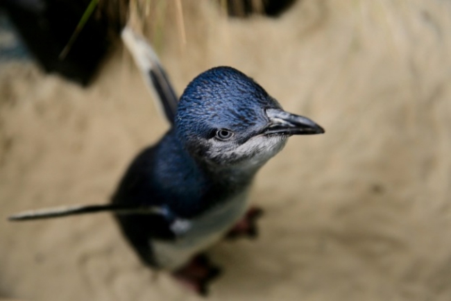 Little Penguin Experience at Melbourne Zoo
