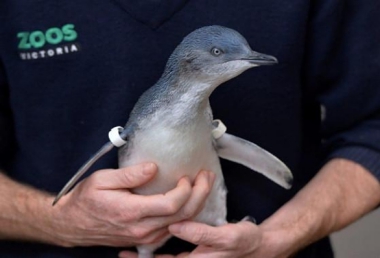 LITTLE PENGUIN EXPERIENCE AT MELBOURNE ZOO