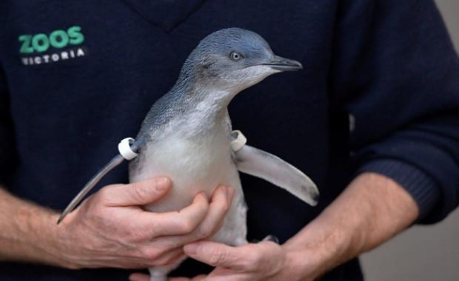 Little Penguin Experience at Melbourne Zoo