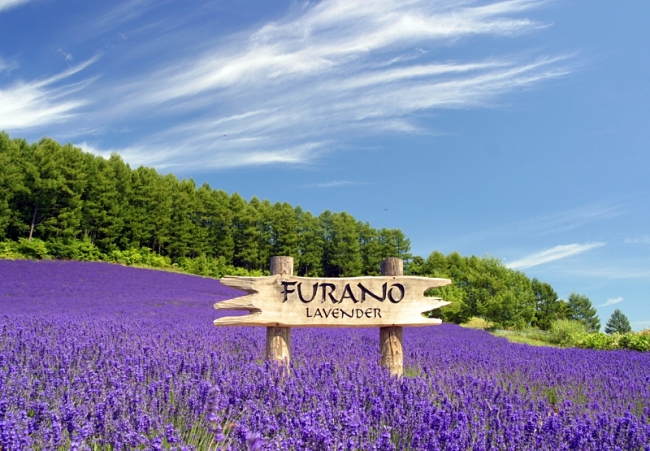 3 Must Visit Lavender Gardens In Furano Japan!