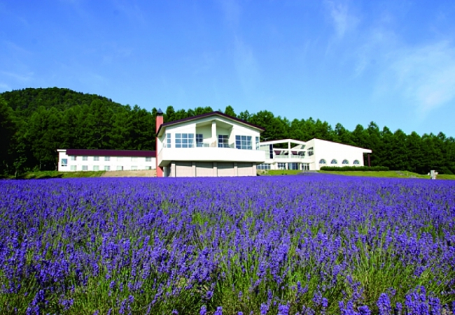3 Must Visit Lavender Gardens In Furano Japan!
