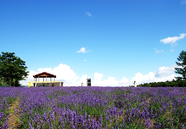 3 Must Visit Lavender Gardens In Furano Japan!