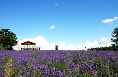 3 MUST VISIT LAVENDER FIELD IN FURANO JAPAN!
