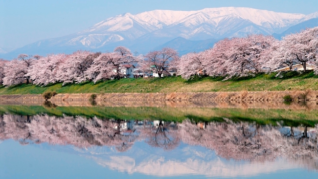 Top 4 Places To Experience Cherry Blossom In Sendai Japan!