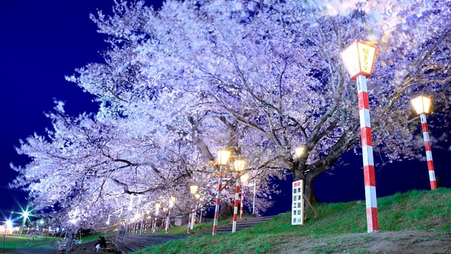 Top 4 Places To Experience Cherry Blossom In Sendai Japan!