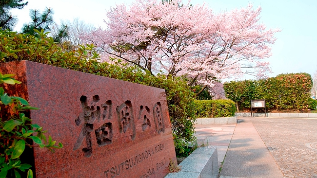 Top 4 Places To Experience Cherry Blossom In Sendai Japan!