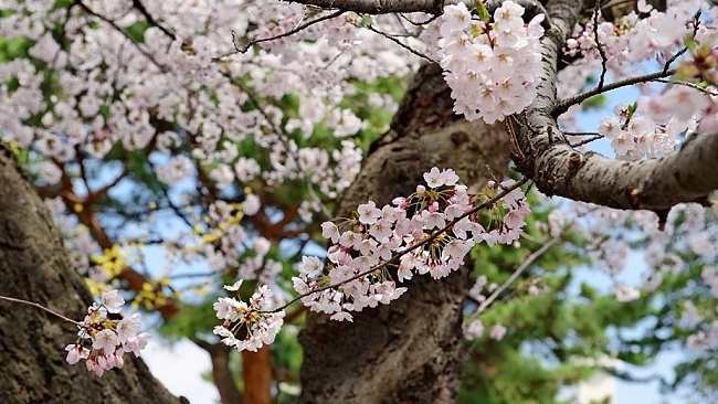 Top 4 Places To Experience Cherry Blossom In Sendai Japan!