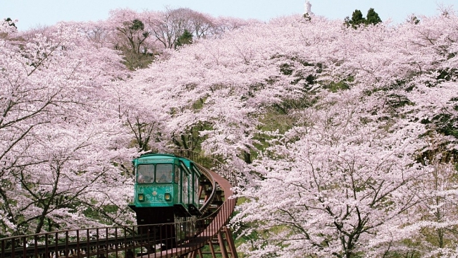 Top 4 Places To Experience Cherry Blossom In Sendai Japan!