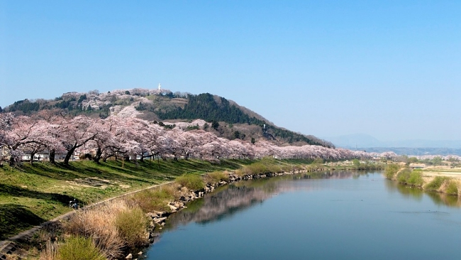 Top 4 Places To Experience Cherry Blossom In Sendai Japan!