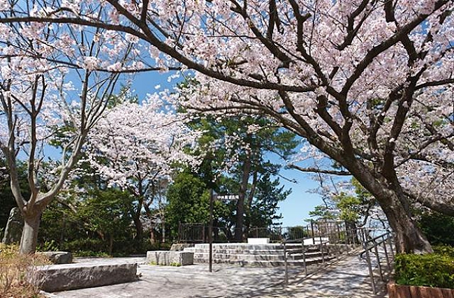 Top 4 Places To Experience Cherry Blossom In Sendai Japan!