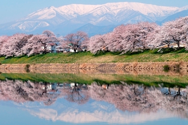 TOP 4 PLACES TO EXPERIENCE CHERRY BLOSSOM IN SENDAI JAPAN!