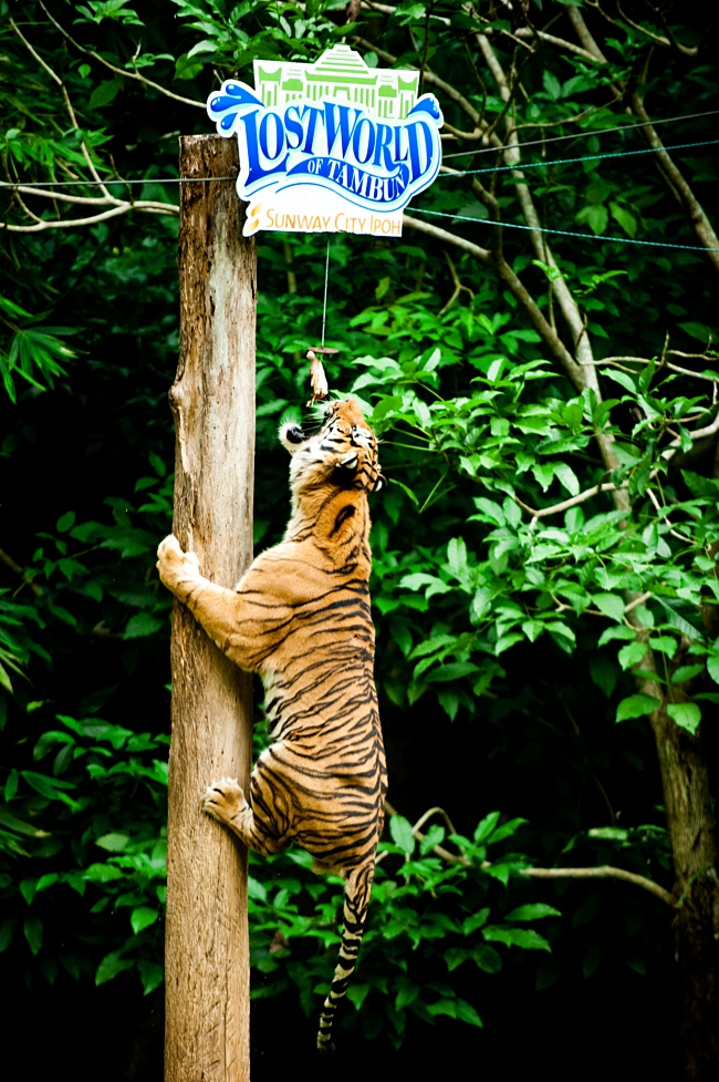 An Awesome Wildlife Escapade at Lost World Of Tambun