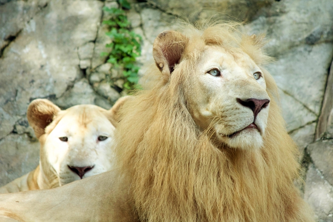 Sunway Lagoon Encourages A Fun Way To Learn About Wildlife