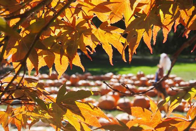 5 Instagram-able Autumn Destinations!