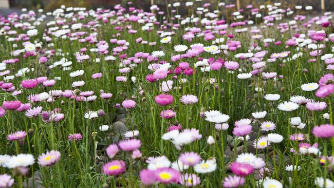 Top 8 Places To See Flowers Blooming This Spring In Victoria!