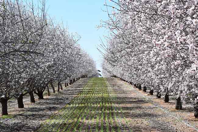 How To Enjoy Spring In South Australia?