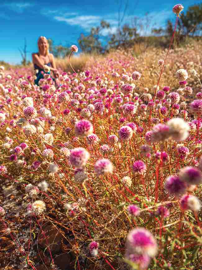 5 Awesome Trails To Explore During The Wildflower Season Of Western Australia!