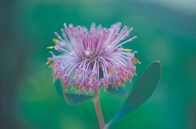 5 Awesome Trails To Explore During The Wildflower Season Of Western Australia!