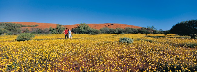 5 Awesome Trails To Explore During The Wildflower Season Of Western Australia!