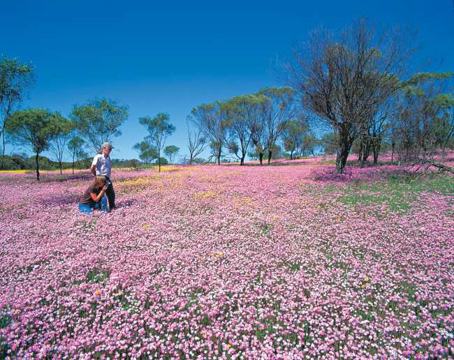 5 Awesome Trails To Explore During The Wildflower Season Of Western Australia!