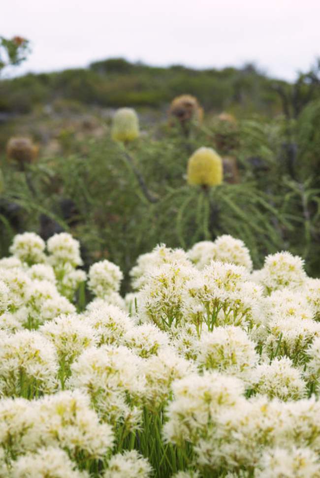 5 Awesome Trails To Explore During The Wildflower Season Of Western Australia!