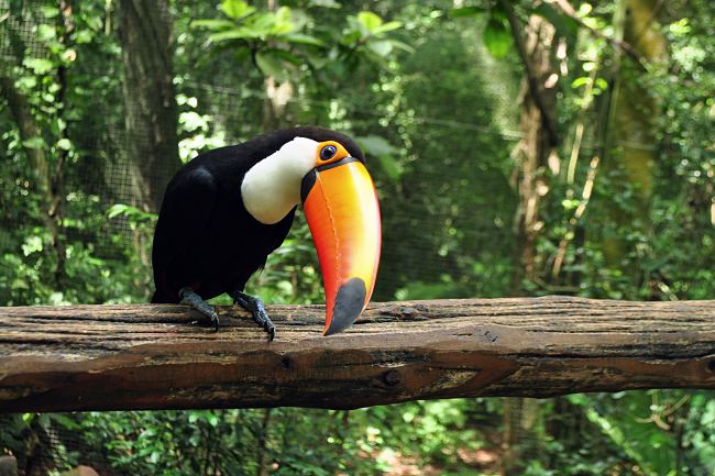 6 Must-Dos In Rio, Brazil!
