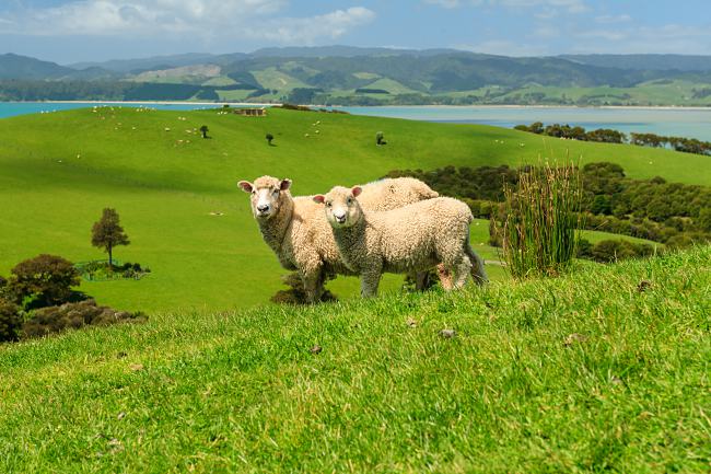 Places To Go On a 5 Days Self Drive Trip In Auckland Rotorua, New Zealand