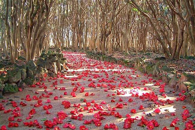 5 Best Spots To See Vivid Plum Blossoms & Camelia Flowers In Winter & Early Spring!