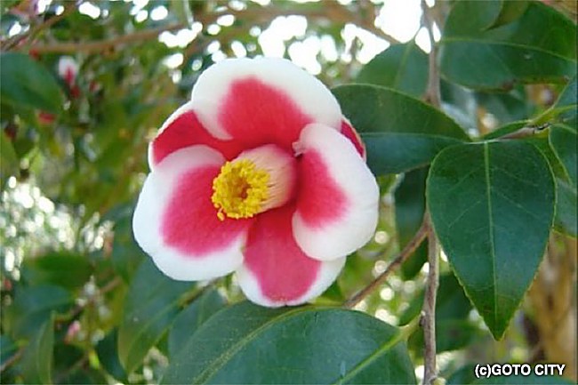 5 Best Spots To See Vivid Plum Blossoms & Camelia Flowers In Winter & Early Spring!