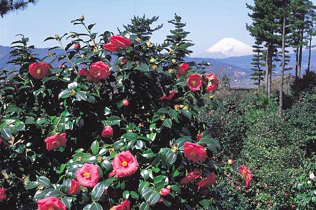 5 Best Spots To See Vivid Plum Blossoms & Camelia Flowers In Winter & Early Spring!
