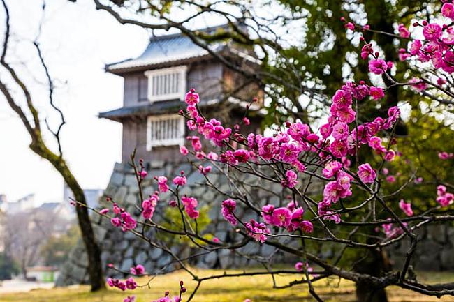 5 Best Spots To See Vivid Plum Blossoms & Camelia Flowers In Winter & Early Spring!