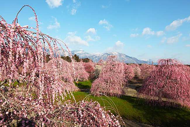 5 Best Spots To See Vivid Plum Blossoms & Camelia Flowers In Winter & Early Spring!