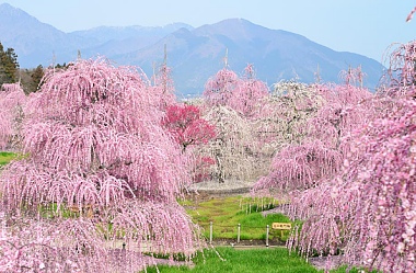 5 BEST SPOTS TO SEE VIVID PLUM BLOSSOMS & CAMELIA FLOWERS IN WINTER & EARLY SPRING!