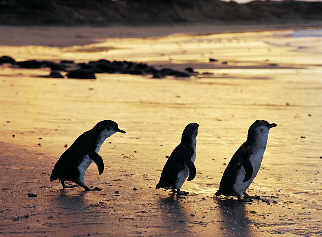 Top 10 Reasons To Visit Phillip Island