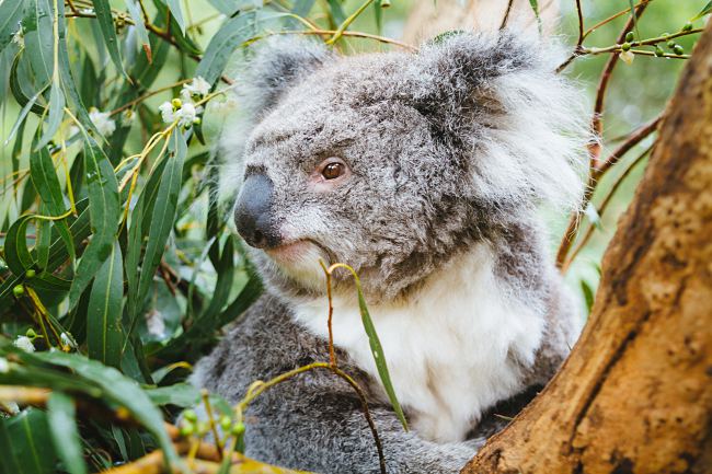Top 10 Reasons To Visit Phillip Island