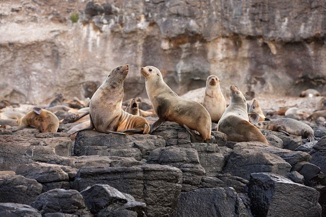 Top 10 Reasons To Visit Phillip Island