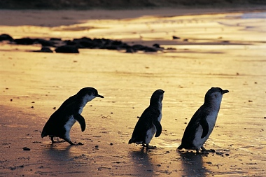 TOP 10 REASONS TO VISIT PHILLIP ISLAND