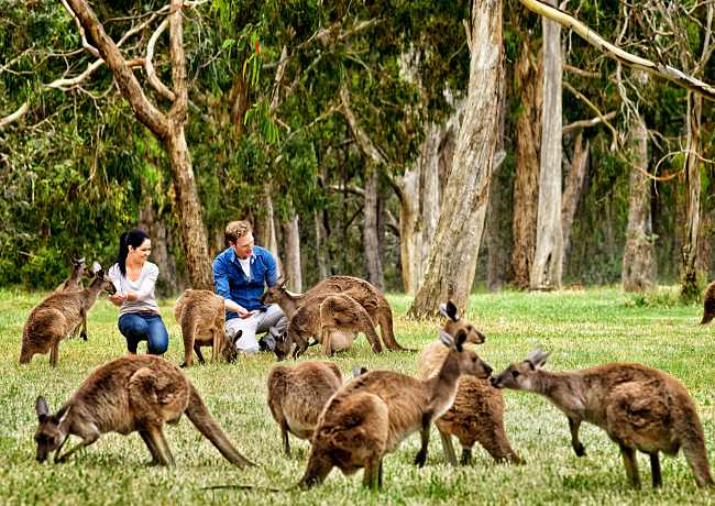 9 Awesome Australia Promo Codes That Gets You Free Tours!