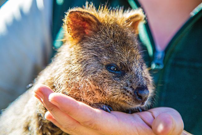 9 Awesome Australia Promo Codes That Gets You Free Tours!