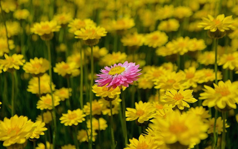 Beautiful Photos From Some Of Australia’s Spring Flower Festivals!