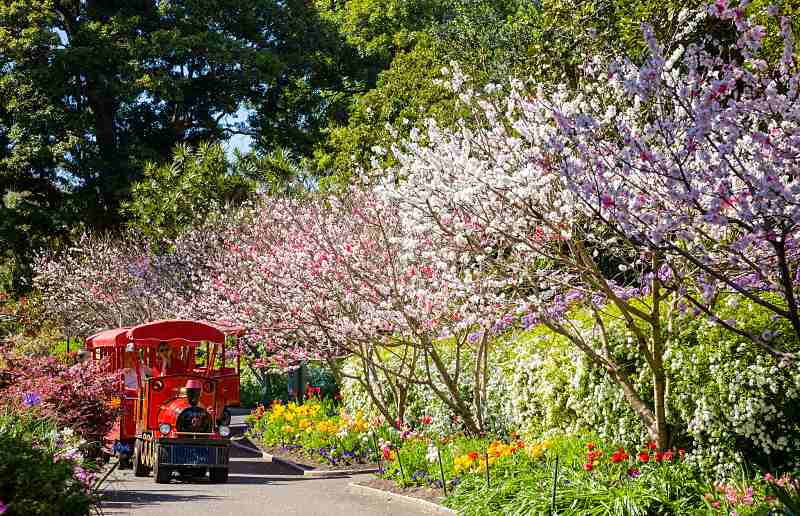 Beautiful Photos From Some Of Australia’s Spring Flower Festivals!