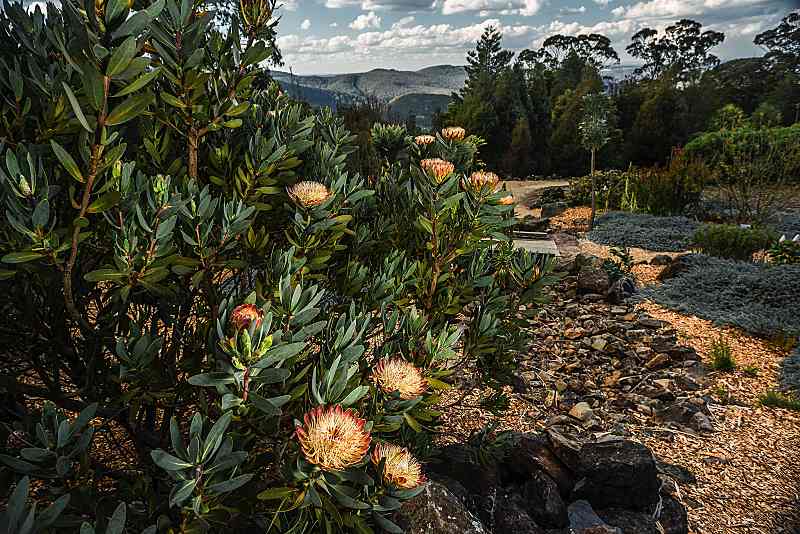 Beautiful Photos From Some Of Australia’s Spring Flower Festivals!