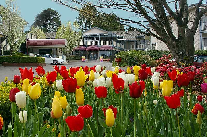 Beautiful Photos From Some Of Australia’s Spring Flower Festivals!