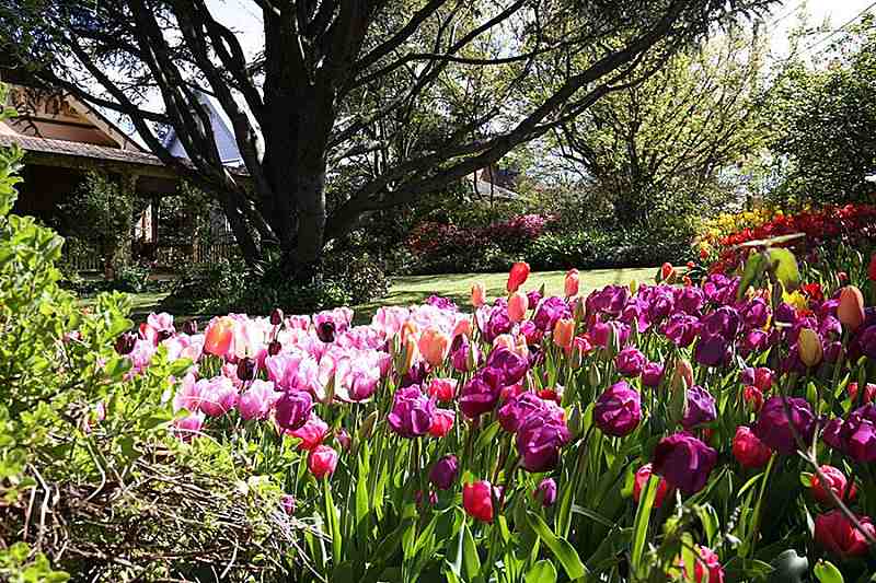 Beautiful Photos From Some Of Australia’s Spring Flower Festivals!