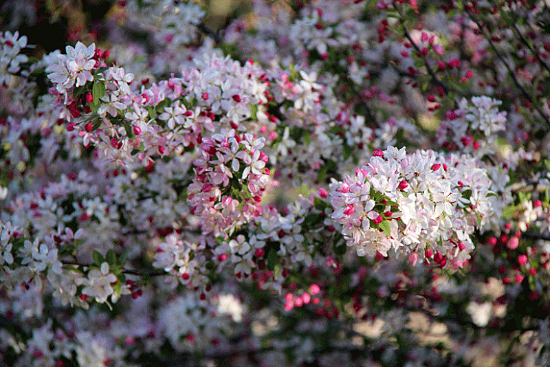 Beautiful Photos From Some Of Australia’s Spring Flower Festivals!