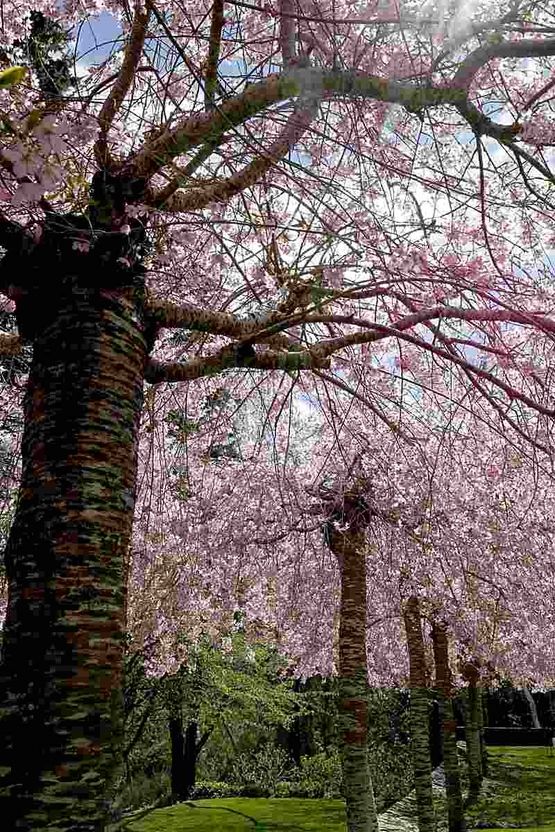 Beautiful Photos From Some Of Australia’s Spring Flower Festivals!